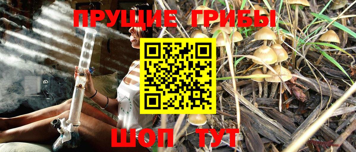 Галлюциногенные грибы Psilocybine cubensis  Галлюциногенные грибы Psilocybine cubensis  Знаменск  Вход с VPN 